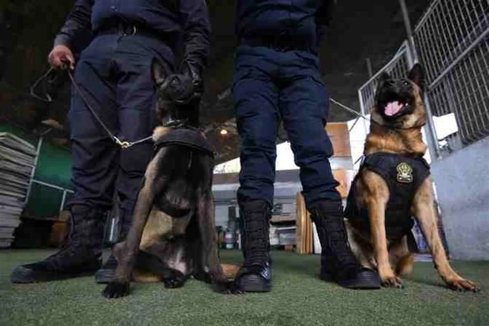 Personal de vigilancia con perros entrenados para seguridad